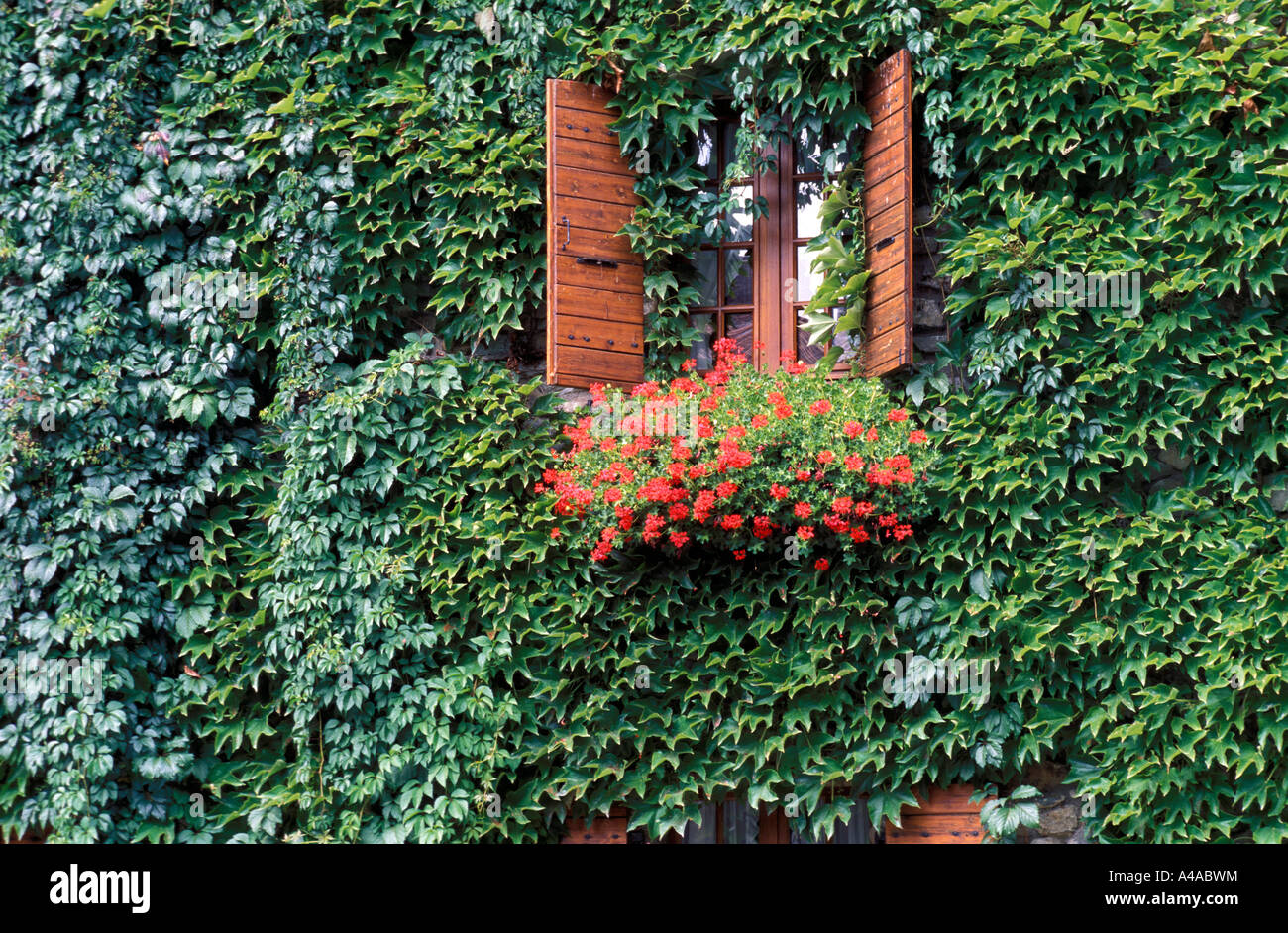 Window with Pelargonium Parthenocissus Tricuspidata Stock Photo