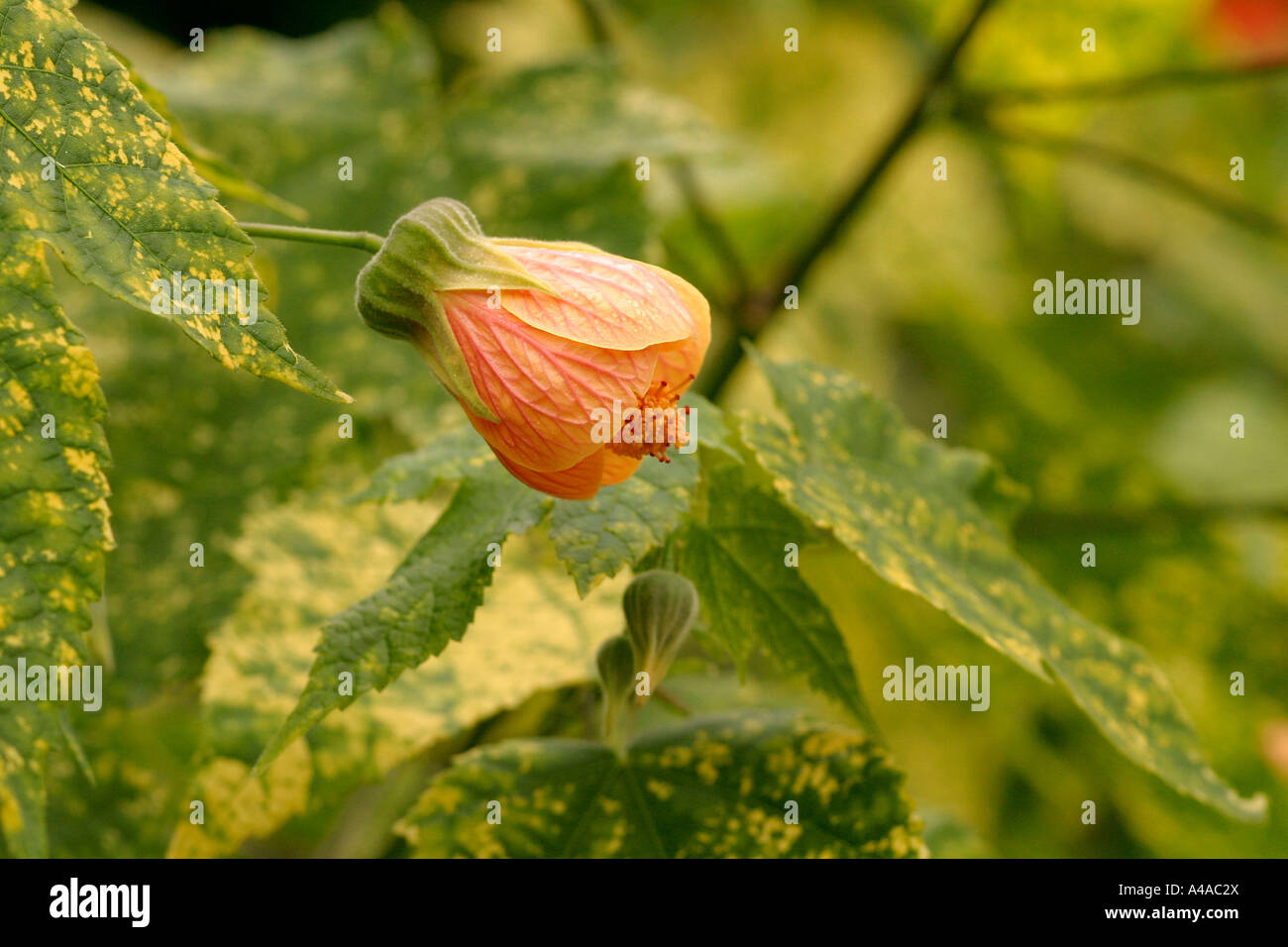 Abutilon pictum Thompsonii Stock Photo - Alamy