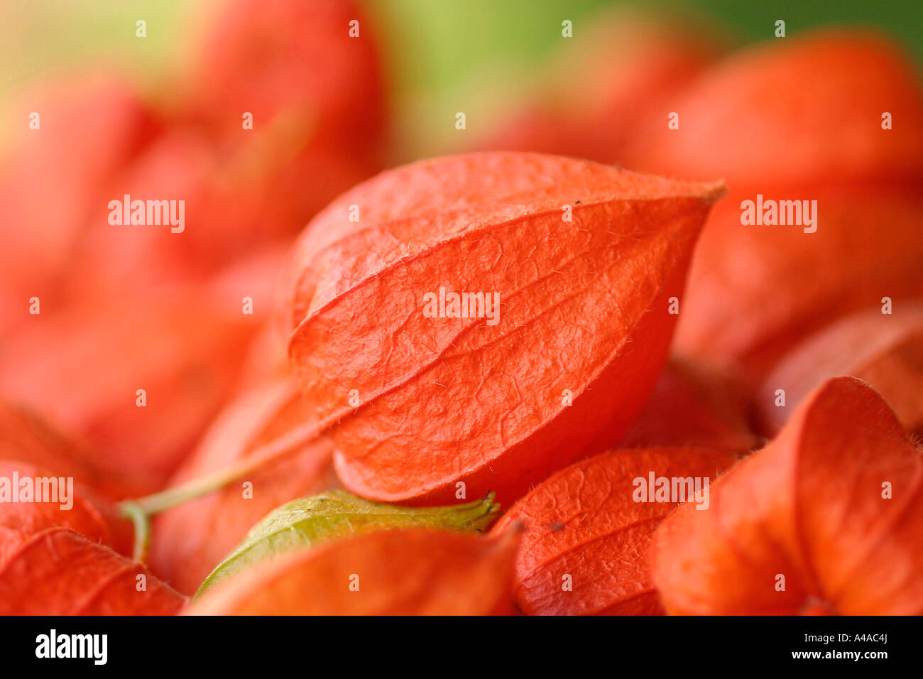 Semillas De Alquequenje (Physalis Alkekengi) – Planta Decorativa Y Comestible, Tipo Farolillo Naranja