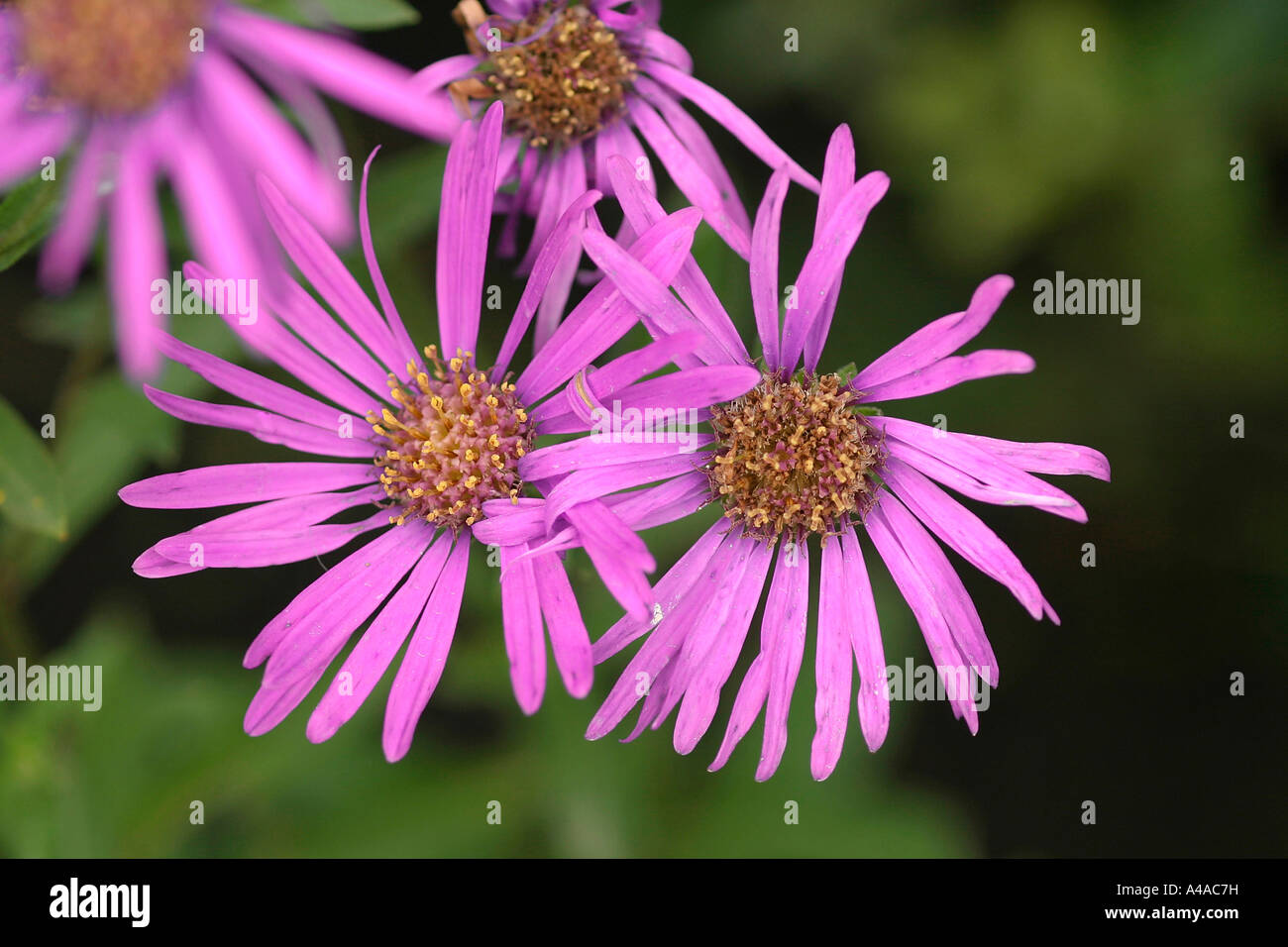 Aster amellus King George Stock Photo