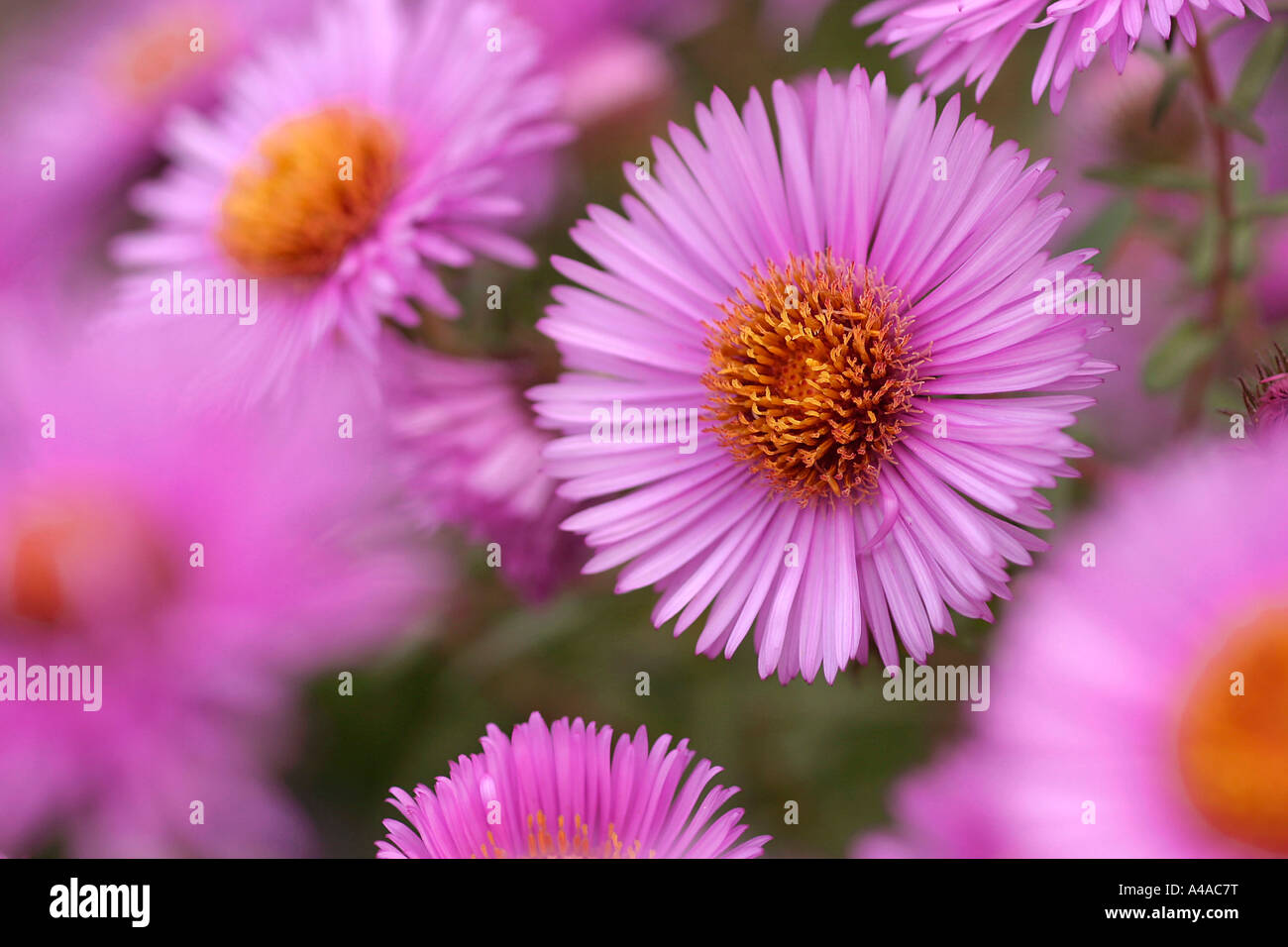 Aster novae angliae Mrs S T Wright New England aster Stock Photo