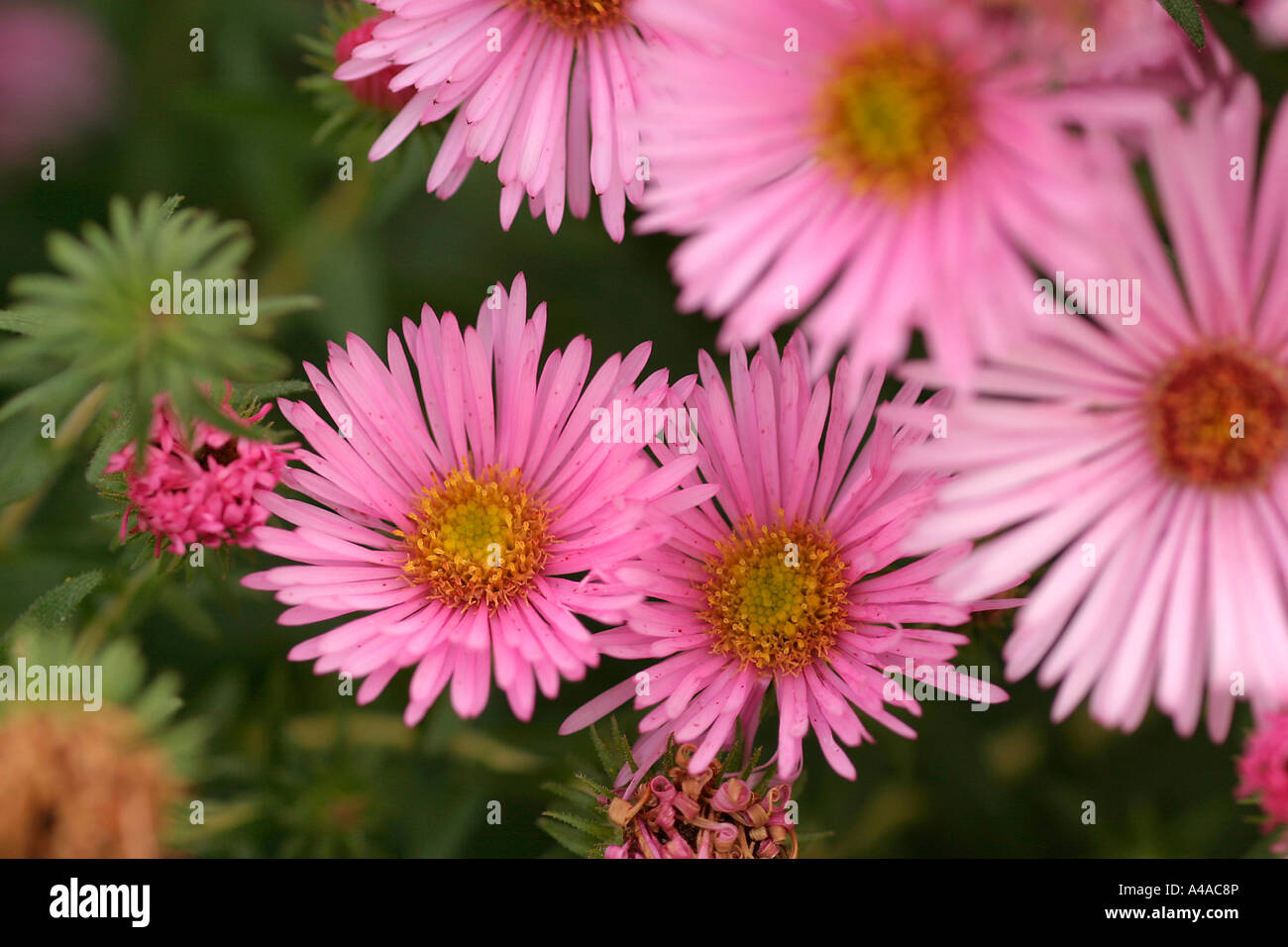 Aster novae angliae Rosa Sieger New England aster Stock Photo
