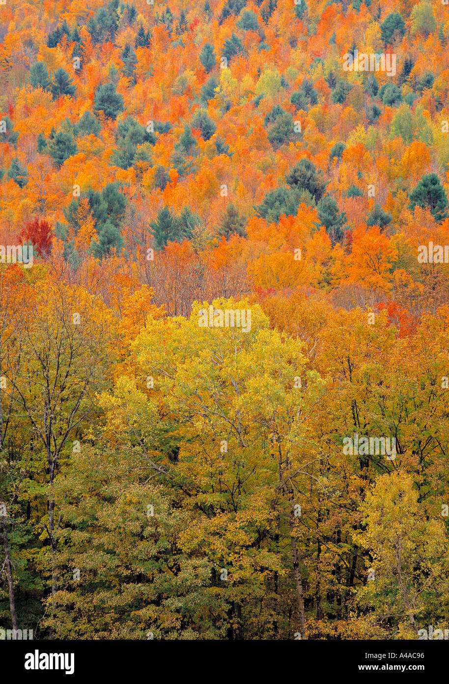 Fall Foliage New England 2025 Jena Robbin