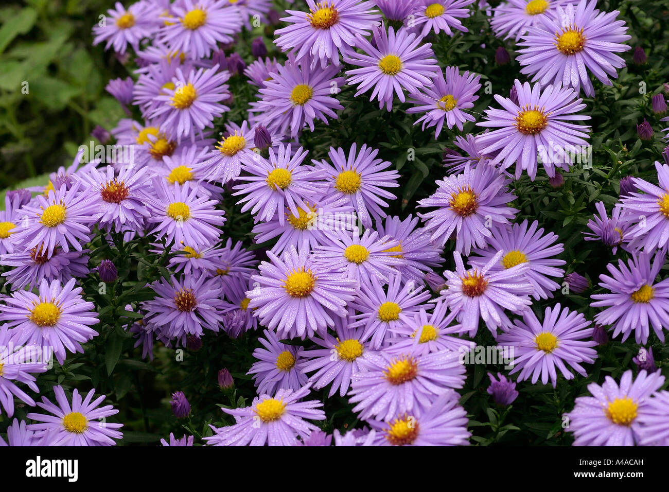 Aster novi belgii Prof Anton Kippenberg New York aster Stock Photo