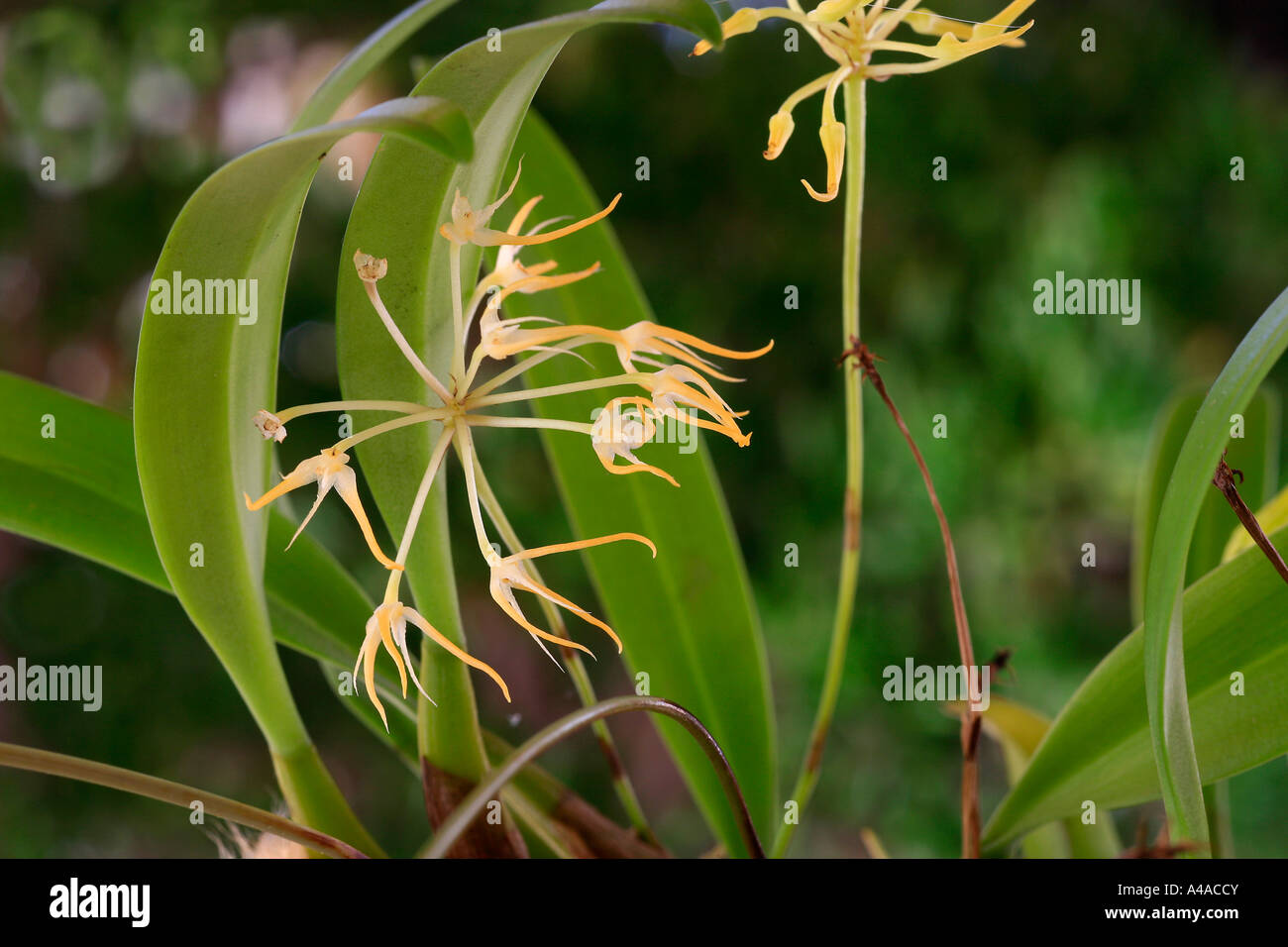 Laxiflorum hi-res stock photography and images - Alamy