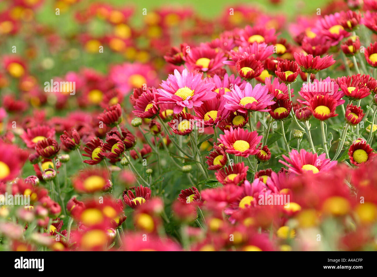 Chrysanthemum Stock Photo