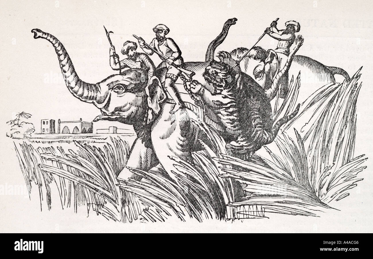 hunting in india howdah elephant gun shoot kill tiger springing Stock