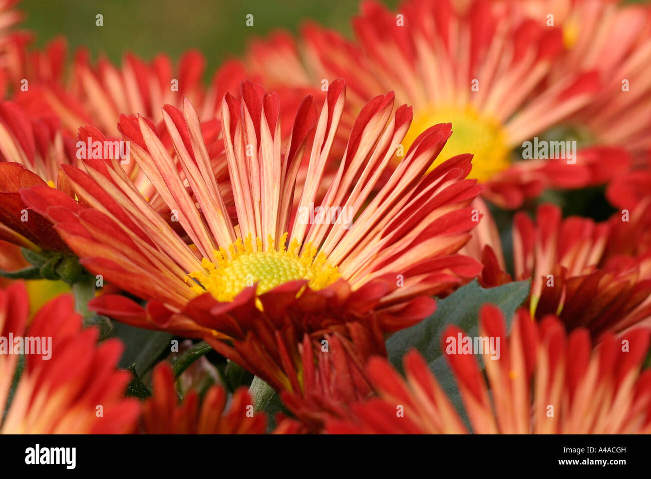 Repulse hi-res stock photography and images - Alamy