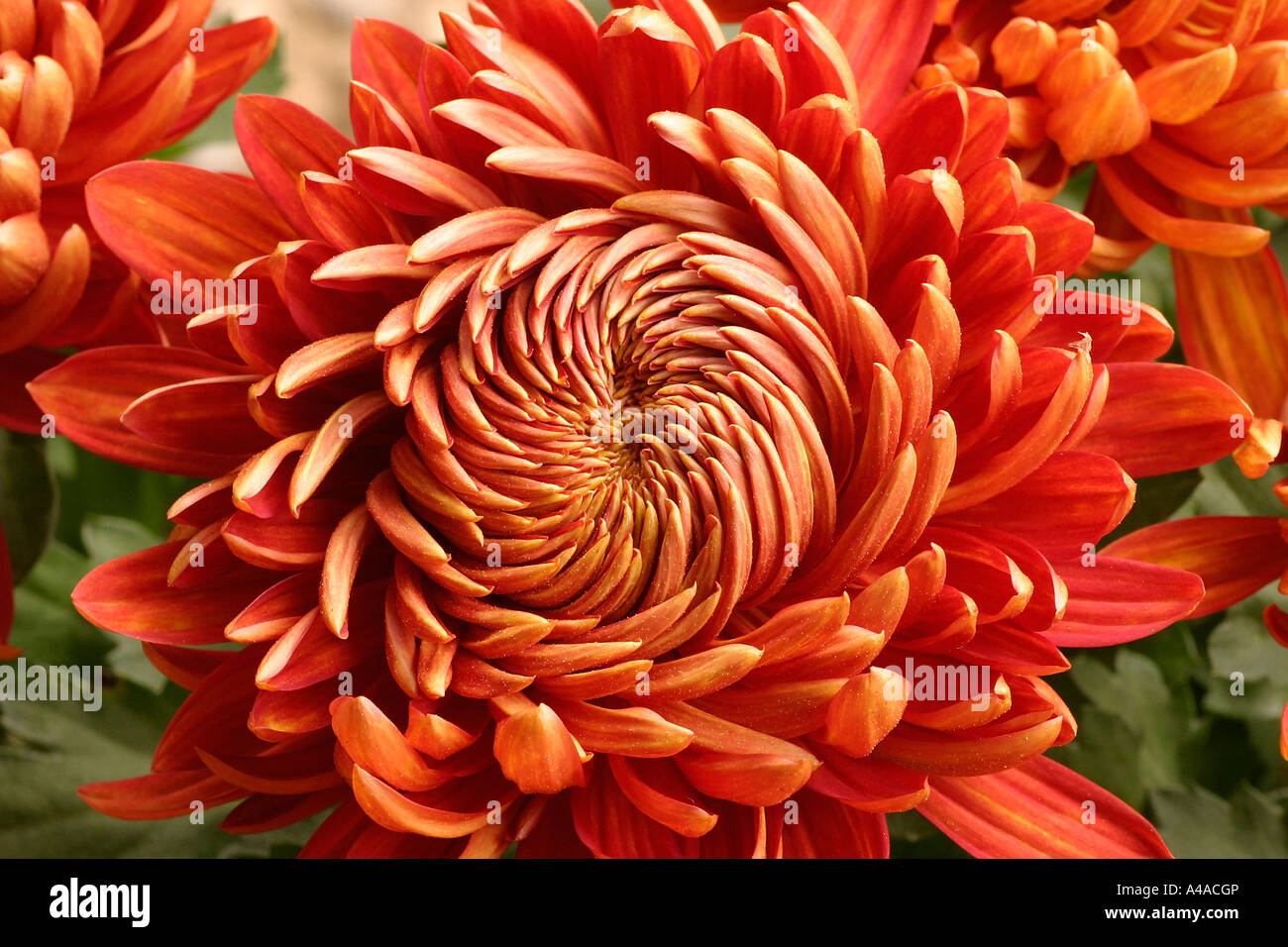 Chrysanthemum Hybrid High Resolution Stock Photography and Images - Alamy