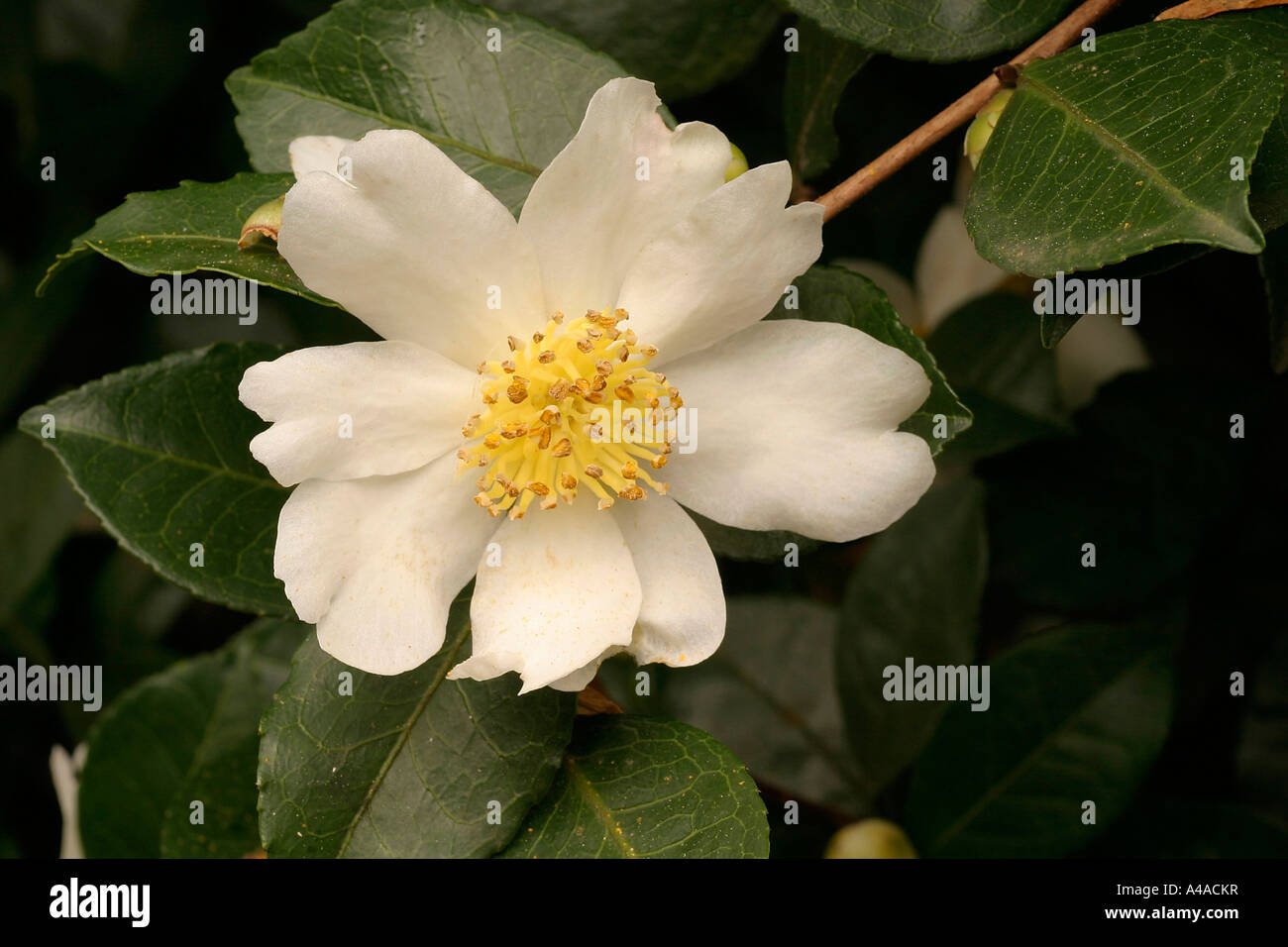 Camellia oleifera hi-res stock photography and images - Alamy