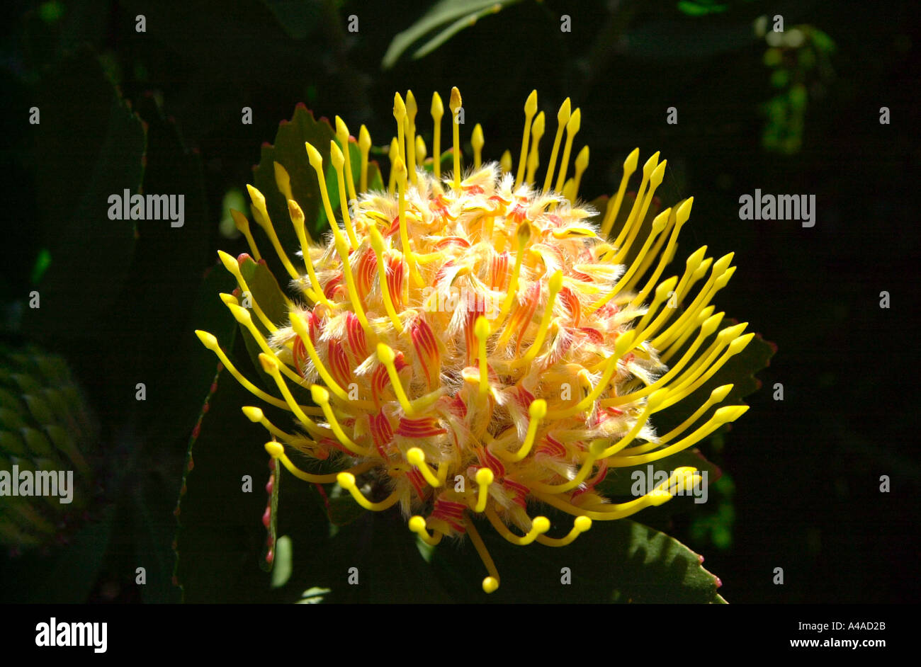 Protea with Warm Colours Banksia Stock Photo