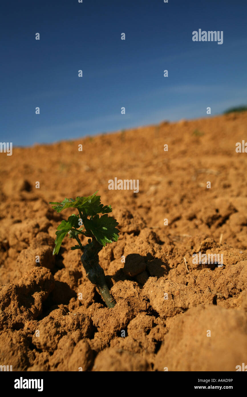 Vine piping in clayey ground Trentino Alto Adige Italy Stock Photo