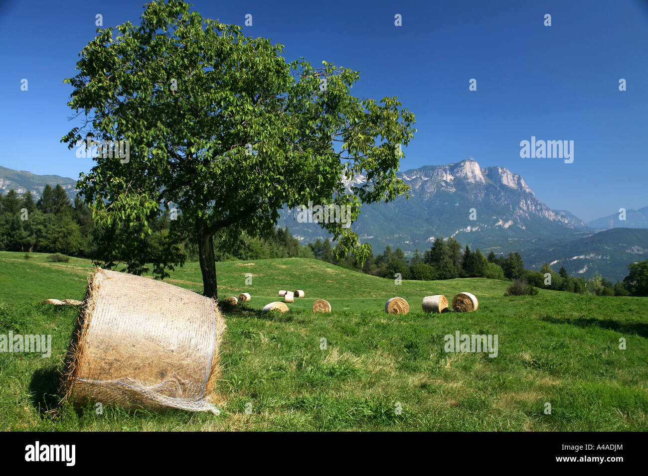 Sheafs and walnut tree Surroundings of Sant Anna village Bondone mountain Trentino Alto Adige Italy Stock Photo