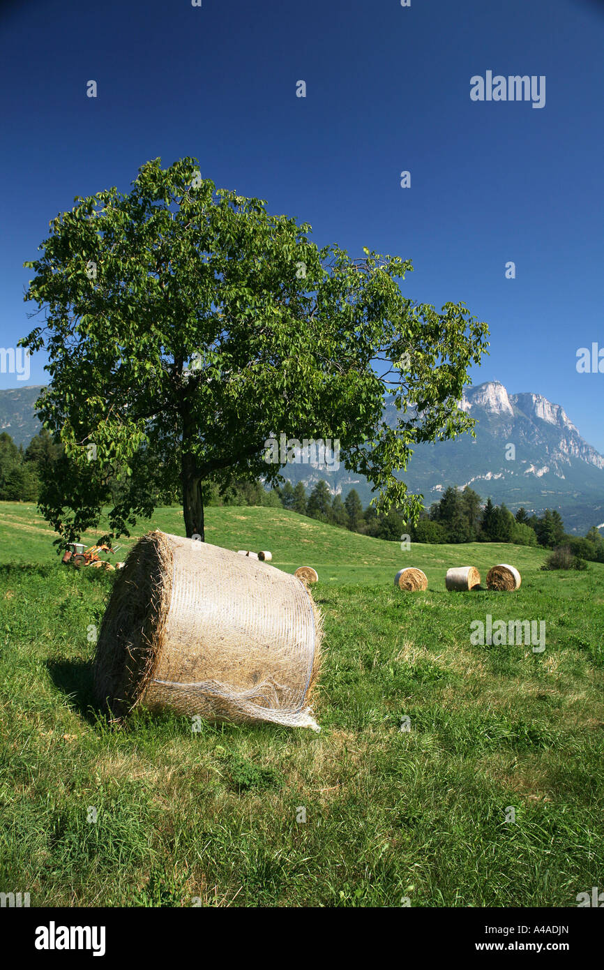 Sheafs and walnut tree Surroundings of Sant Anna village Bondone mountain Trentino Alto Adige Italy Stock Photo