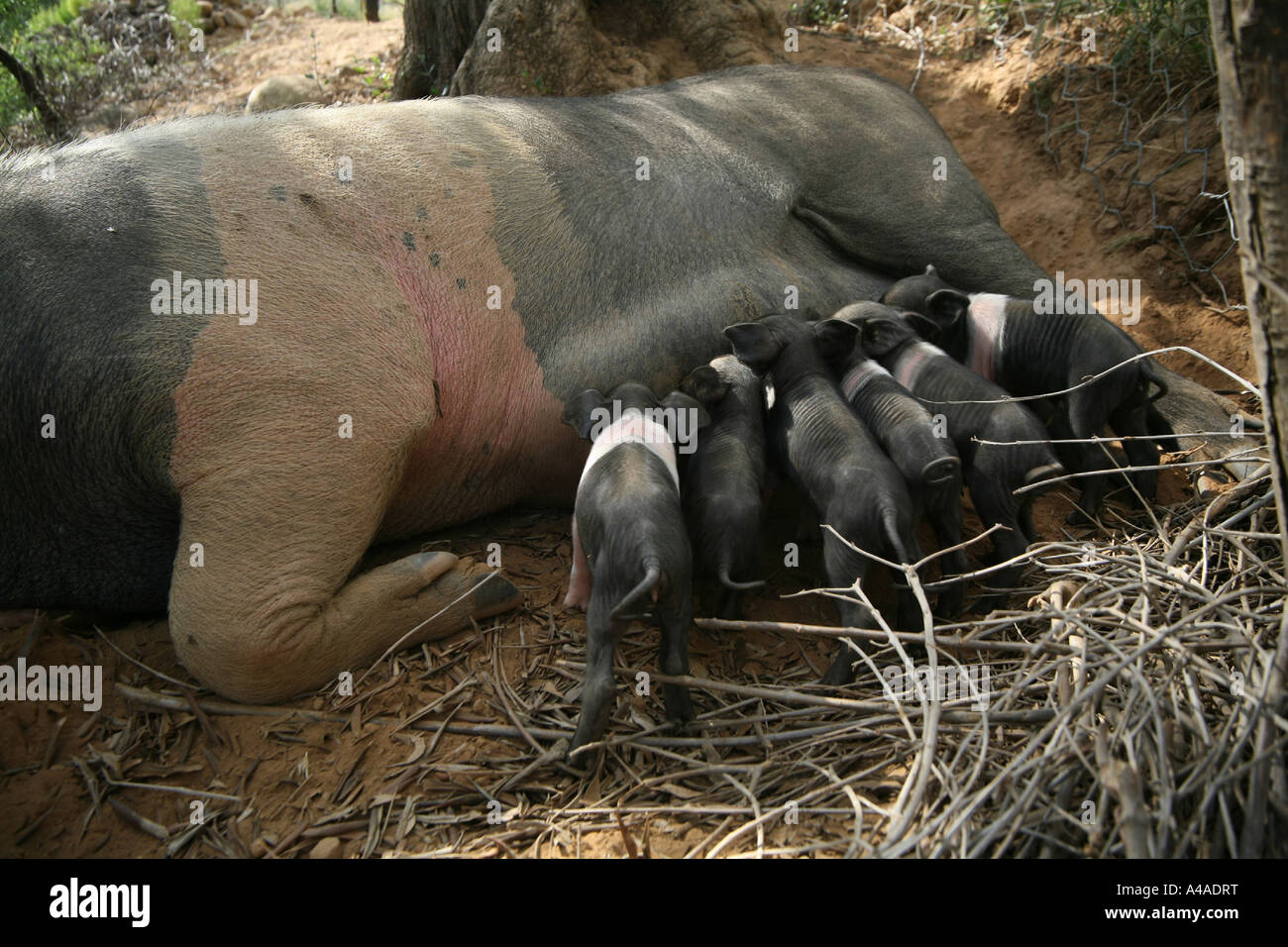 Sienese sow with piglets Italy Stock Photo