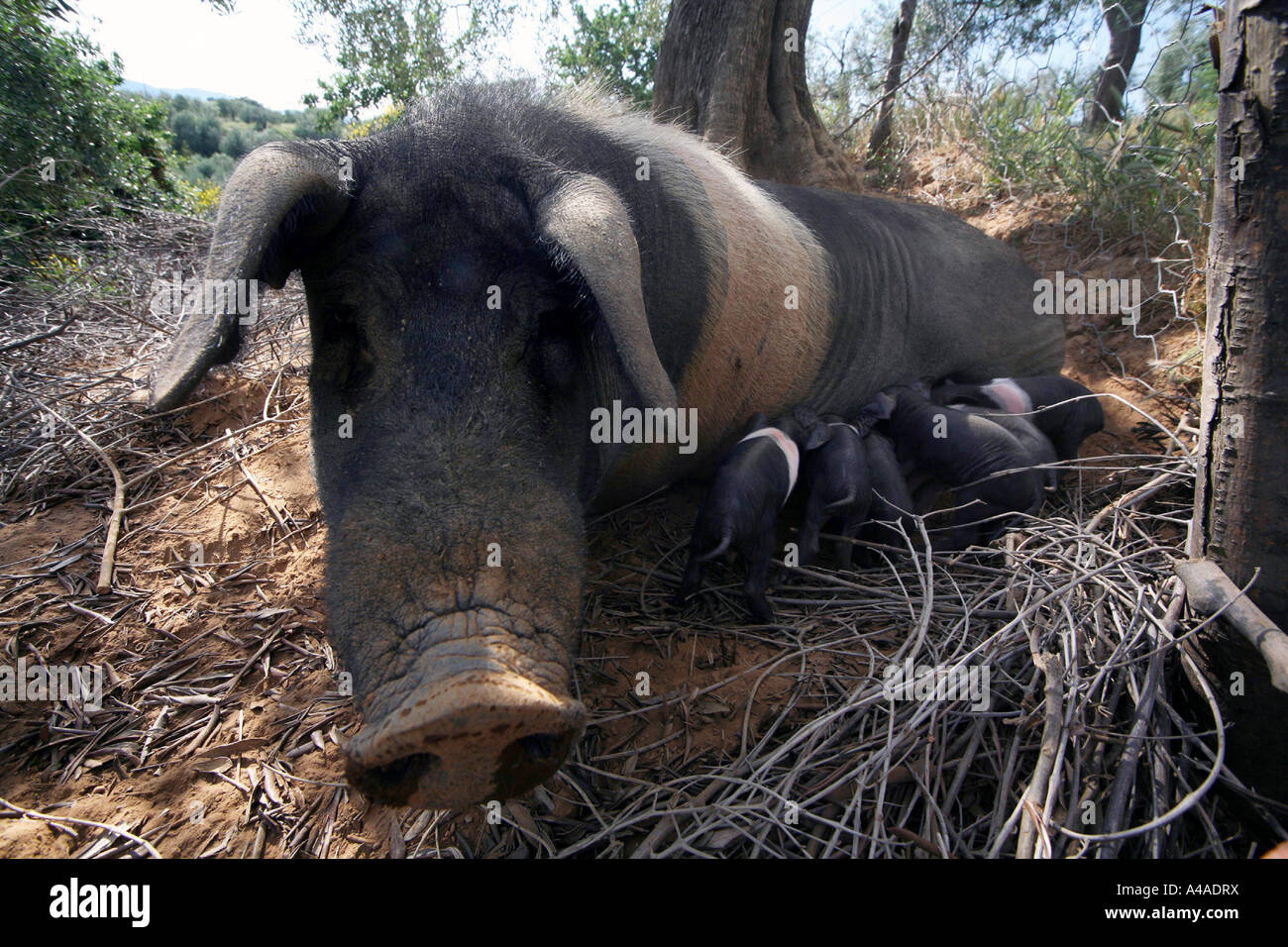 Sienese sow with piglets Italy Stock Photo