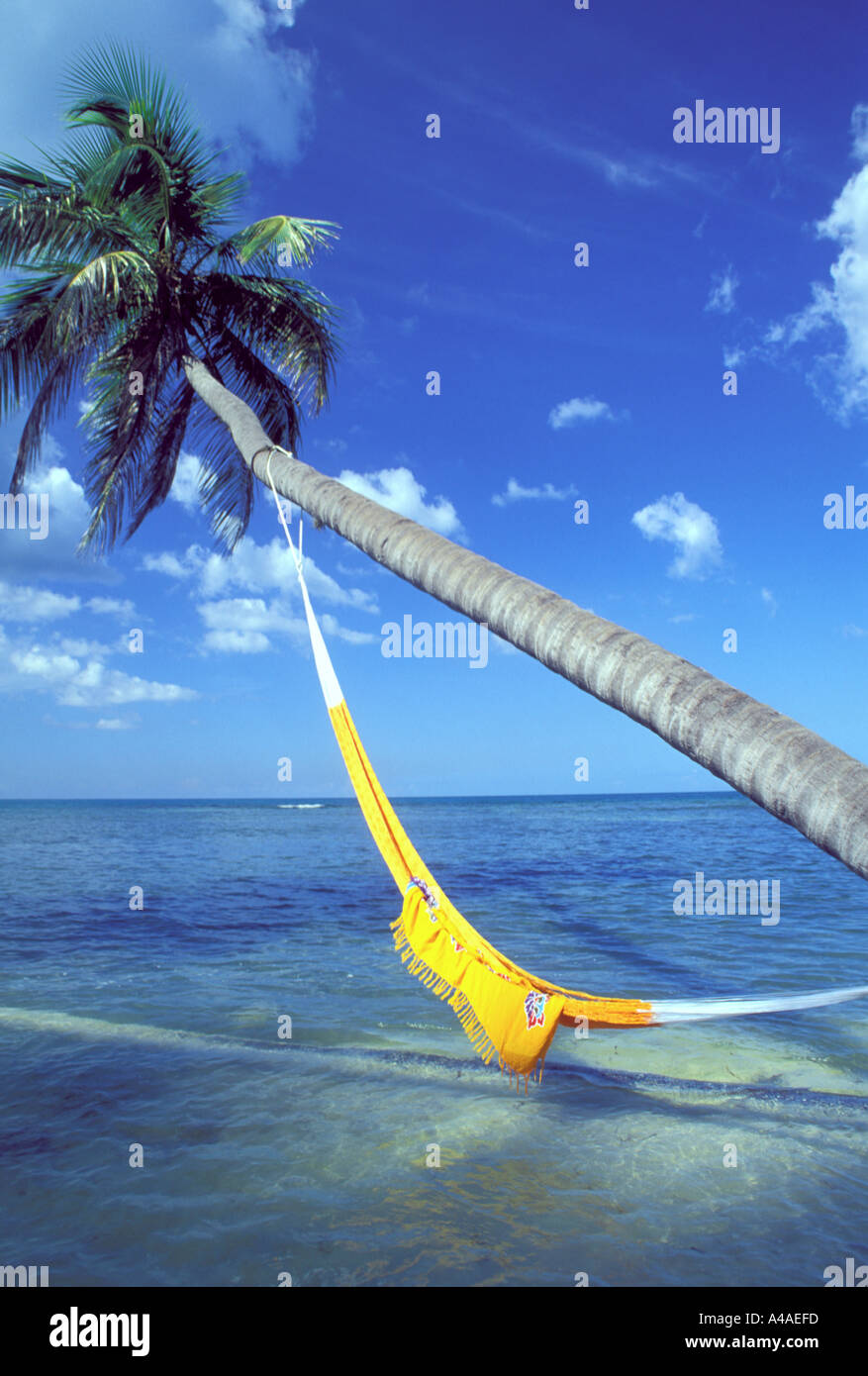 Hammock hanging from palm tree in the Caribbean Stock Photo Alamy