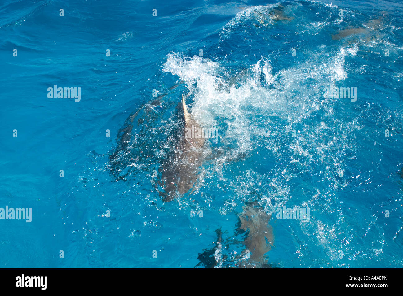 Gray reef sharks Carcharhinus amblyrhynchos swim near surface attracted by food Chuuk Stock Photo
