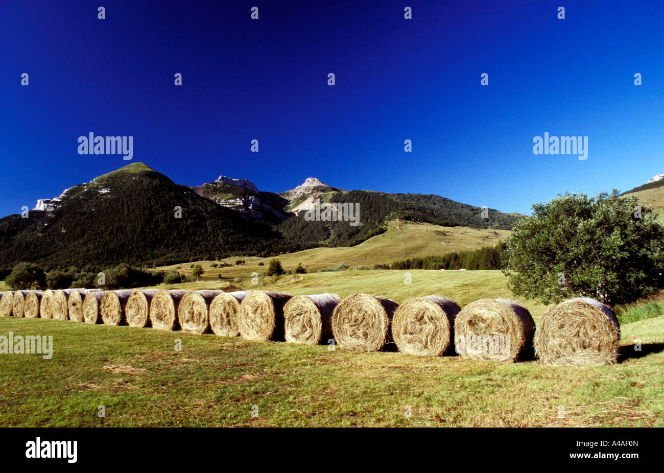 Sheafs Bondone mountain Trentino Alto Adige Italy Stock Photo