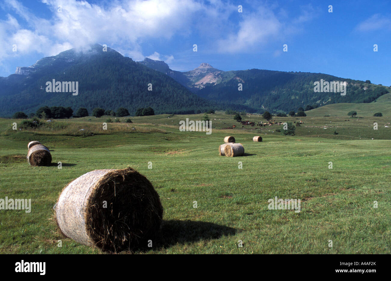 Sheafs Bondone mountain Trentino Alto Adige Italy Stock Photo