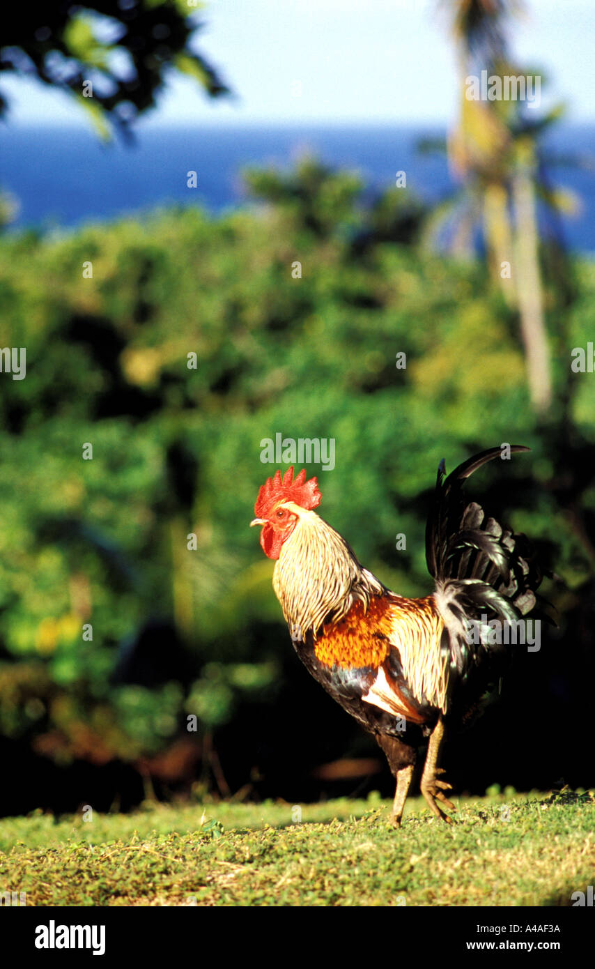 Cook Islands Mangaia Cockerel Stock Photo Alamy