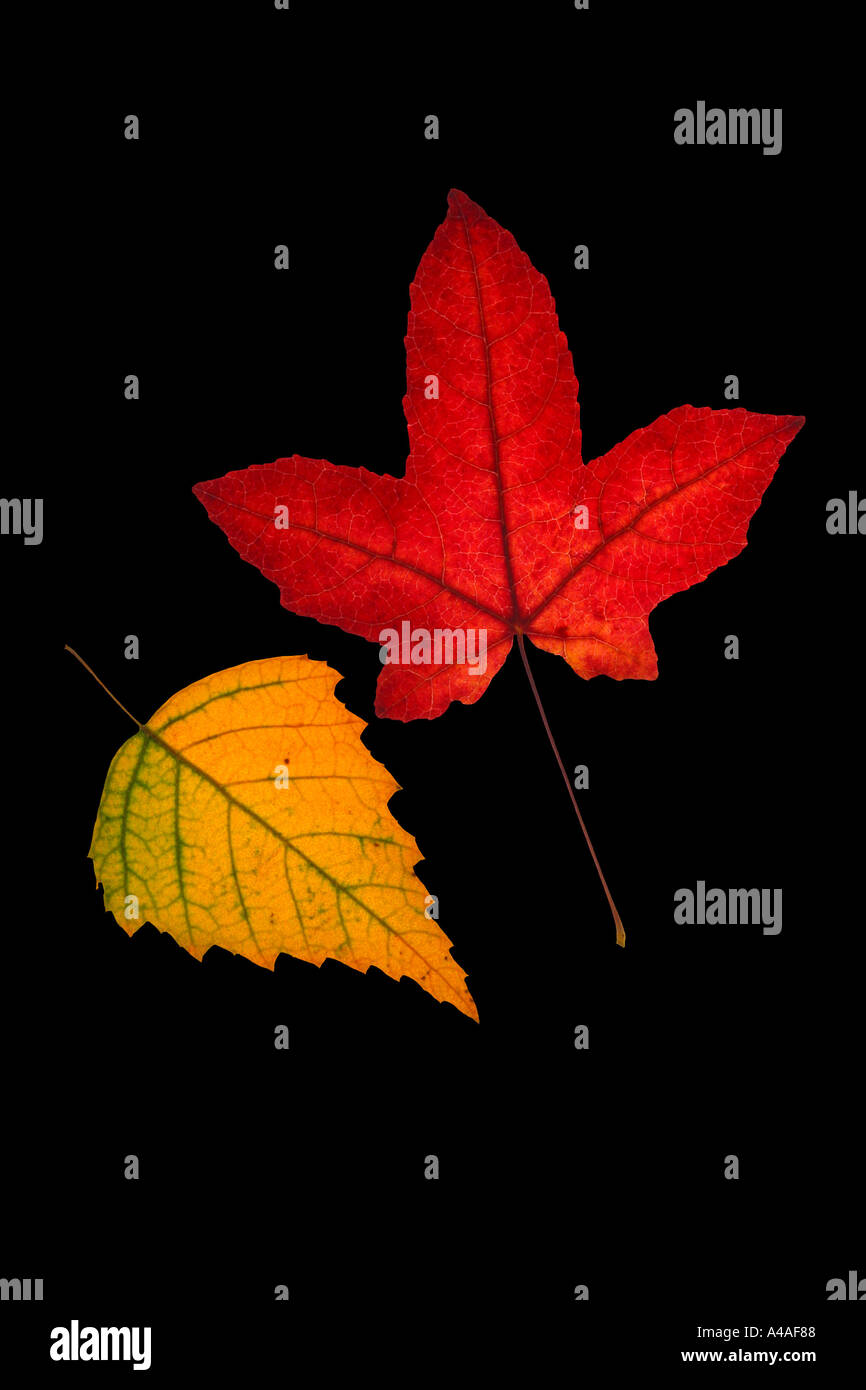 Autumn leaves on black background Stock Photo - Alamy