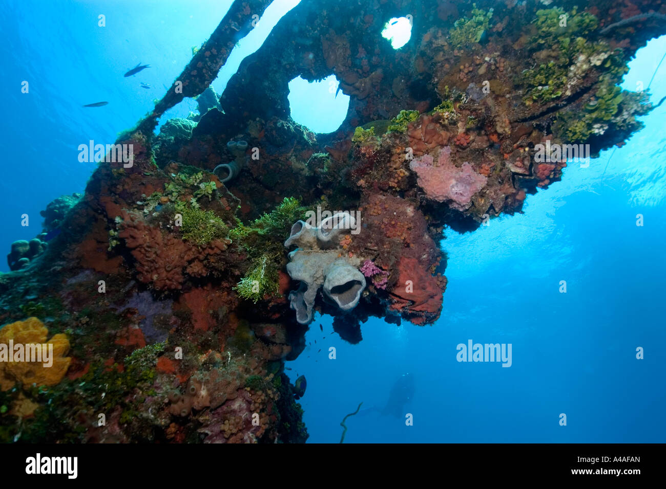 Sponges algae and corals growing over the external structure of the Fujikawa Maru Truk lagoon