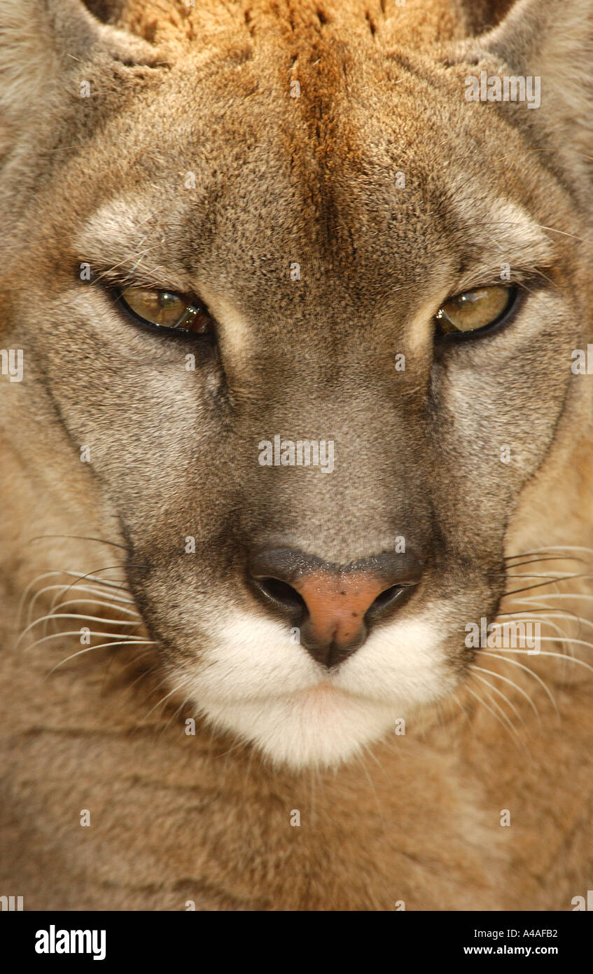 Also known as puma hi-res stock photography and images - Alamy