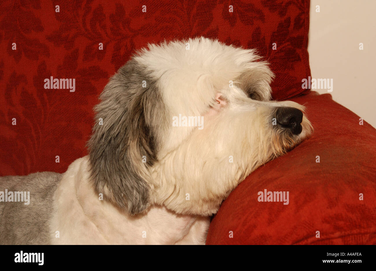 Dulux sheepdog hires stock photography and images Alamy