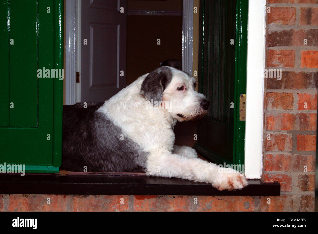 Vertical shot of a cute white Old English Sheepdog with a stuck