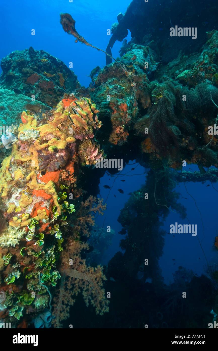 Sponges algae and corals growing over the external structure of the Fujikawa Maru Truk lagoon