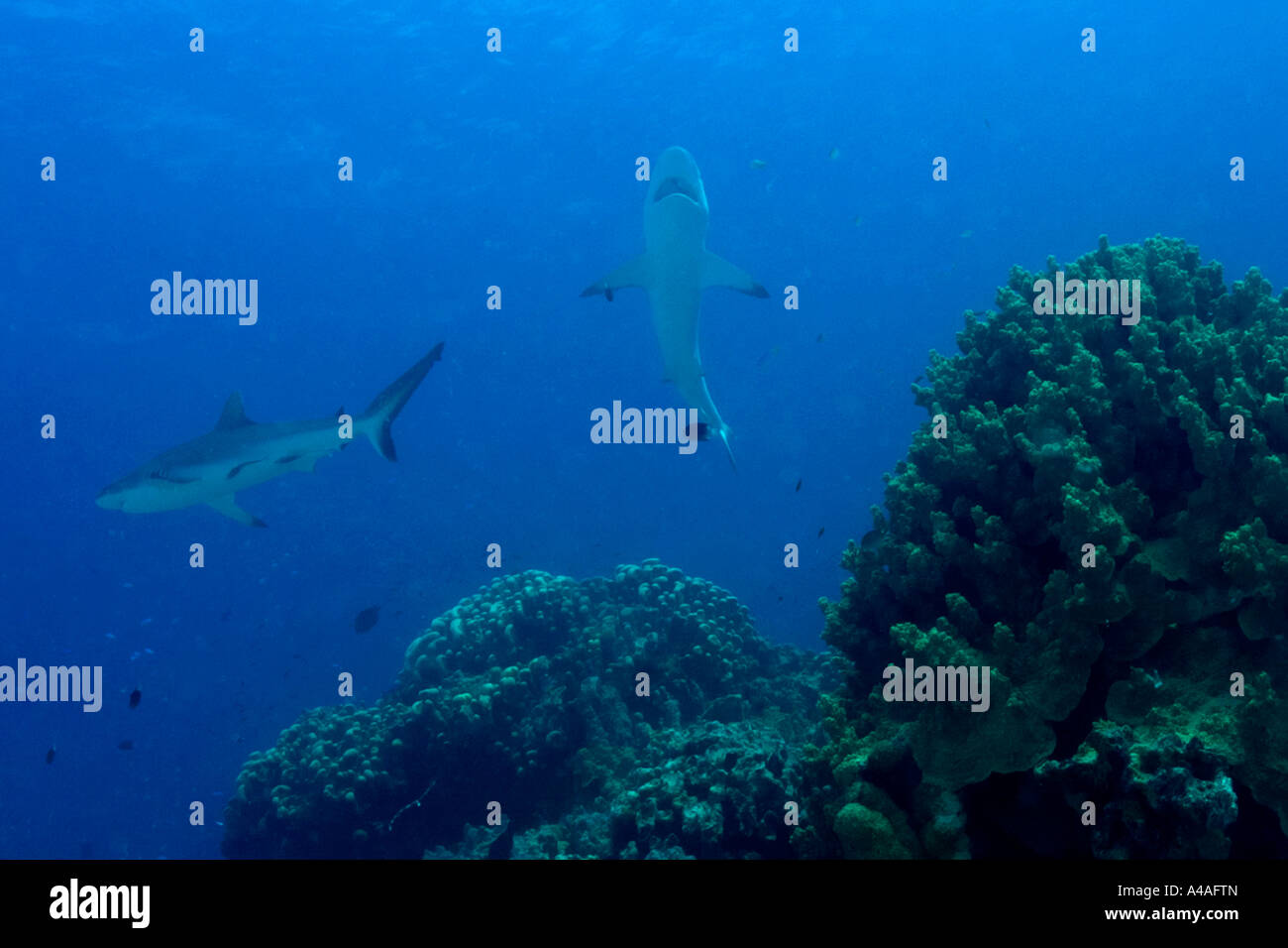 Gray reef shark Carcharhinus amblyrhynchos approaches reef to get cleaned by wrasse Truk lagoon Chuuk Stock Photo