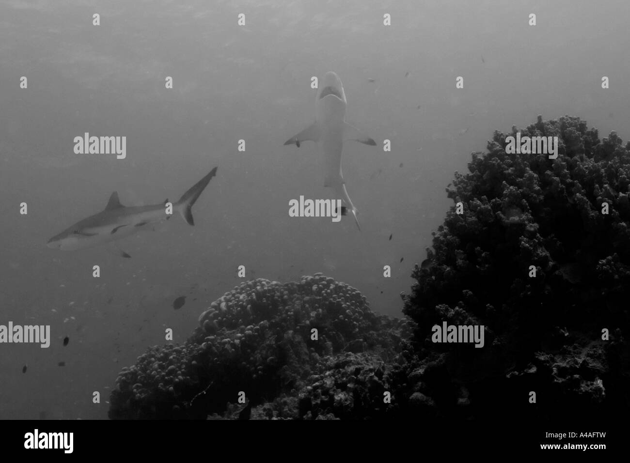 Gray reef shark Carcharhinus amblyrhynchos approaches reef to get cleaned by wrasse Truk lagoon Chuuk Stock Photo