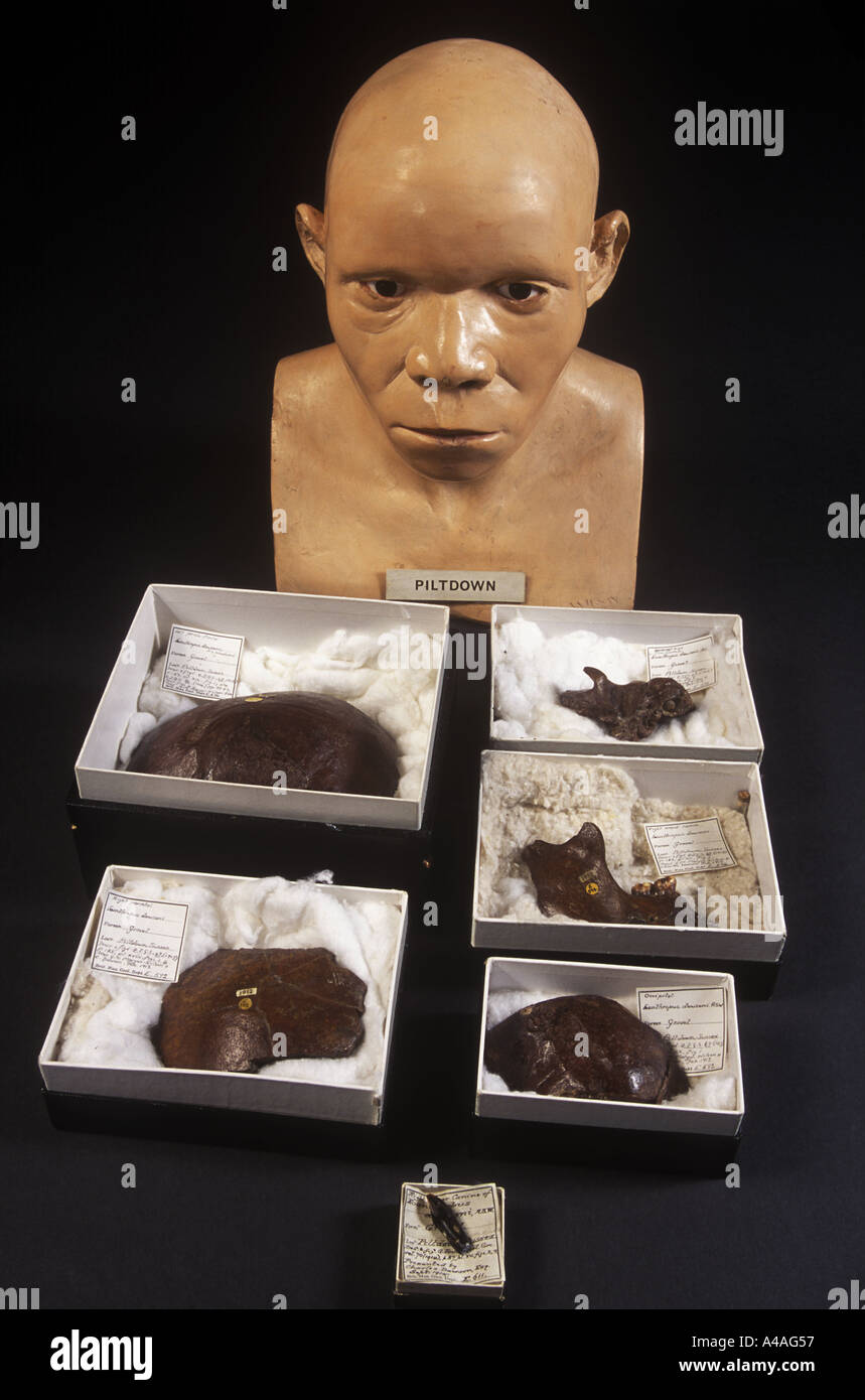 The Piltdown Man artifacts exhibited at the Natural History Museum, London Stock Photo