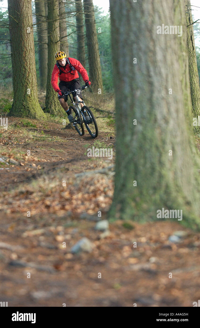 Mountain biker corners in forest trails near Hamsterley North England Stock Photo