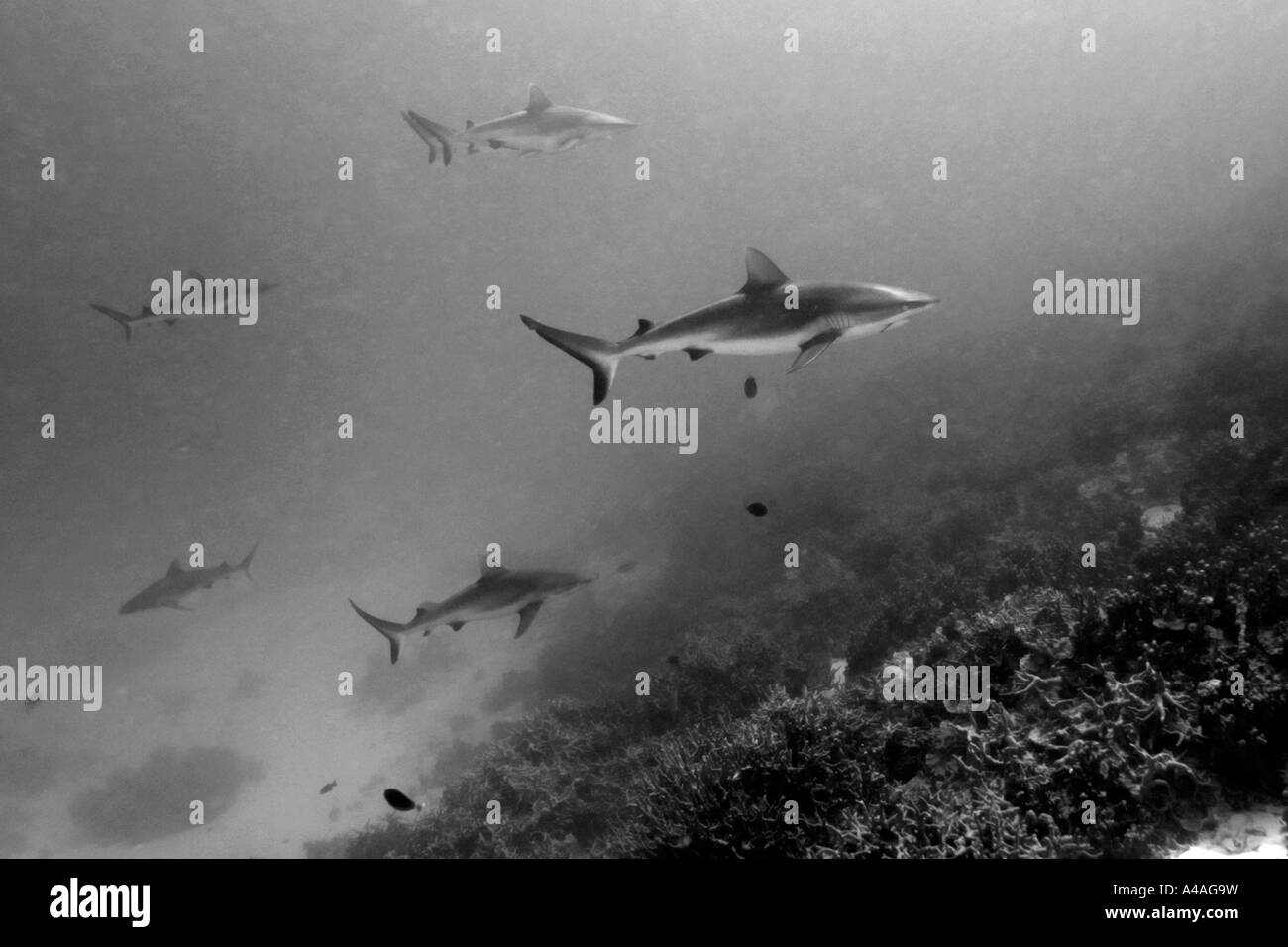 Fish shark and reef Black and White Stock Photos & Images - Alamy