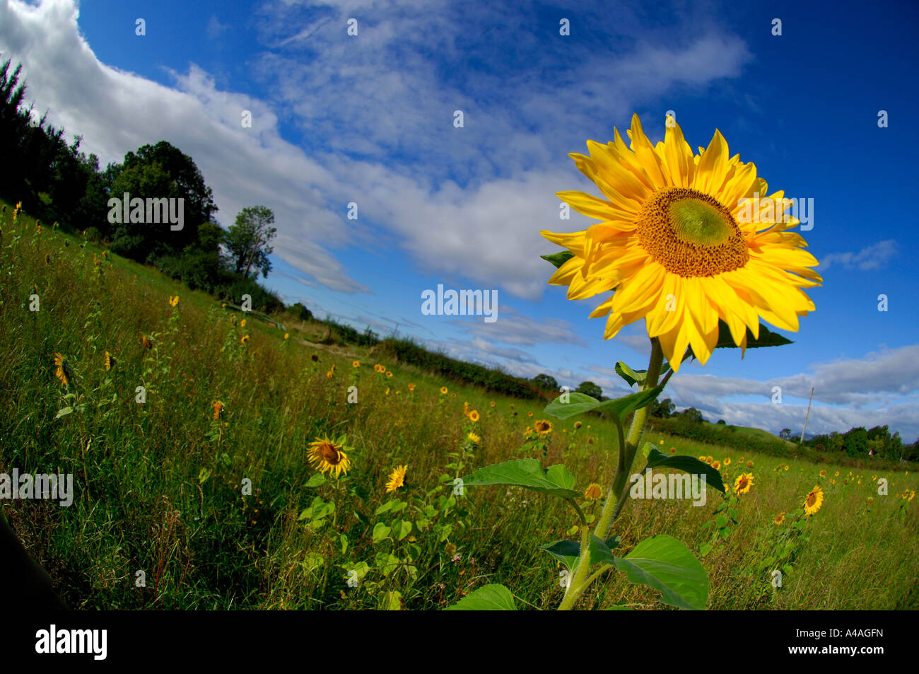 Arnprior hires stock photography and images Alamy