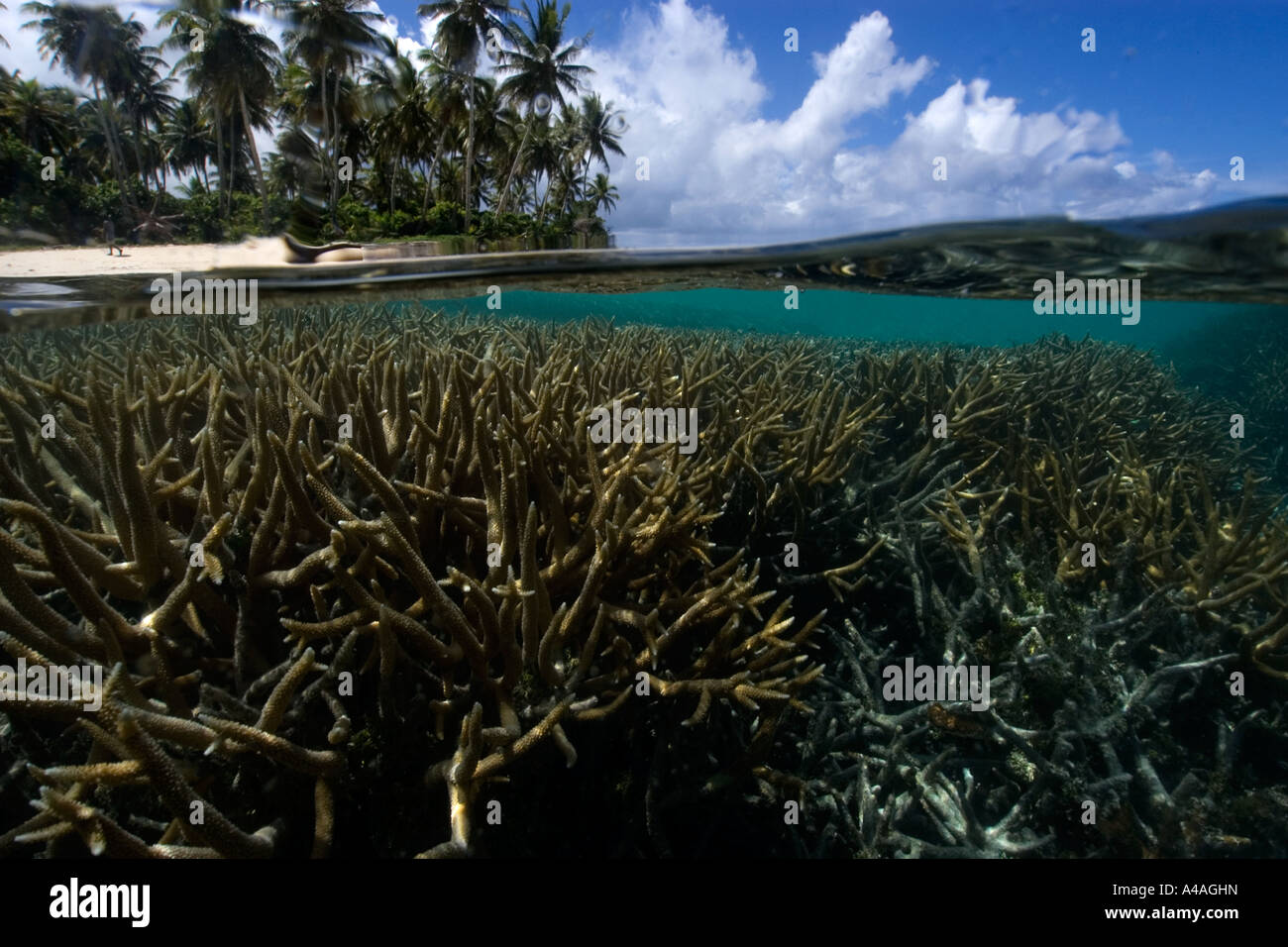 Split image of staghorn coral Acropora sp and island Truk lagoon Chuuk Federated States of Micronesia Pacific Stock Photo