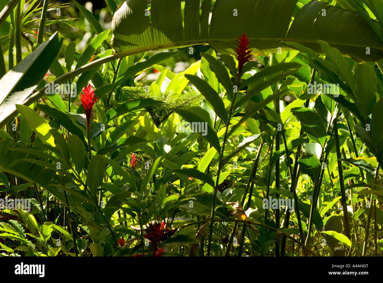 Tropical hawaii leaves flowers hi-res stock photography and images - Alamy