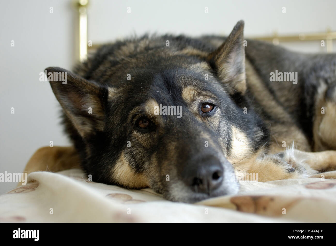 German Shepherd And Norwegian Elkhound Mix Breed Dog Lying On A Bed Stock Photo Alamy