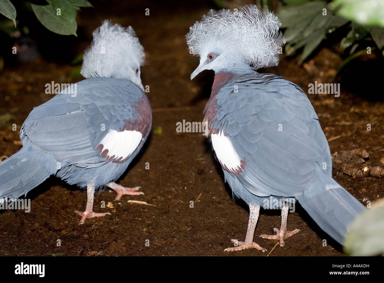 Crowned Pigeon Stock Photo