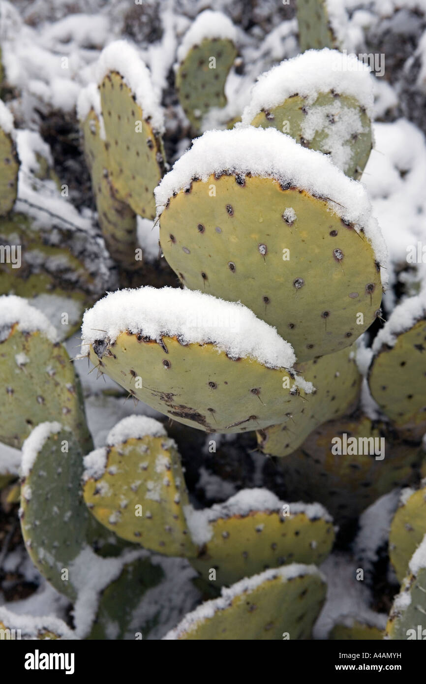 Prickly pear cactus in the snow in the Chihuanhuan Desert of New Mexico