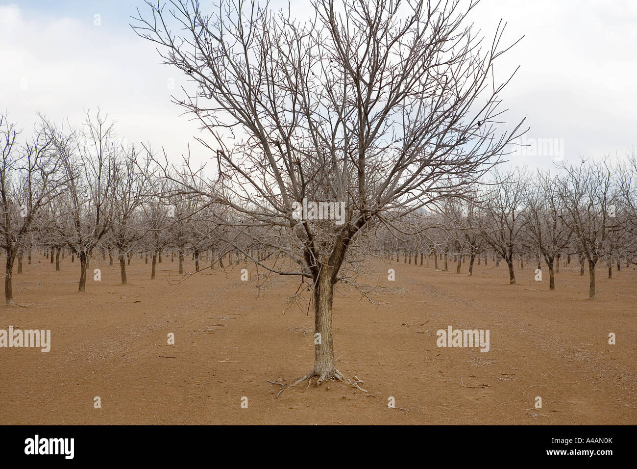 Plantation of pecan trees in West Texas Stock Photo Alamy