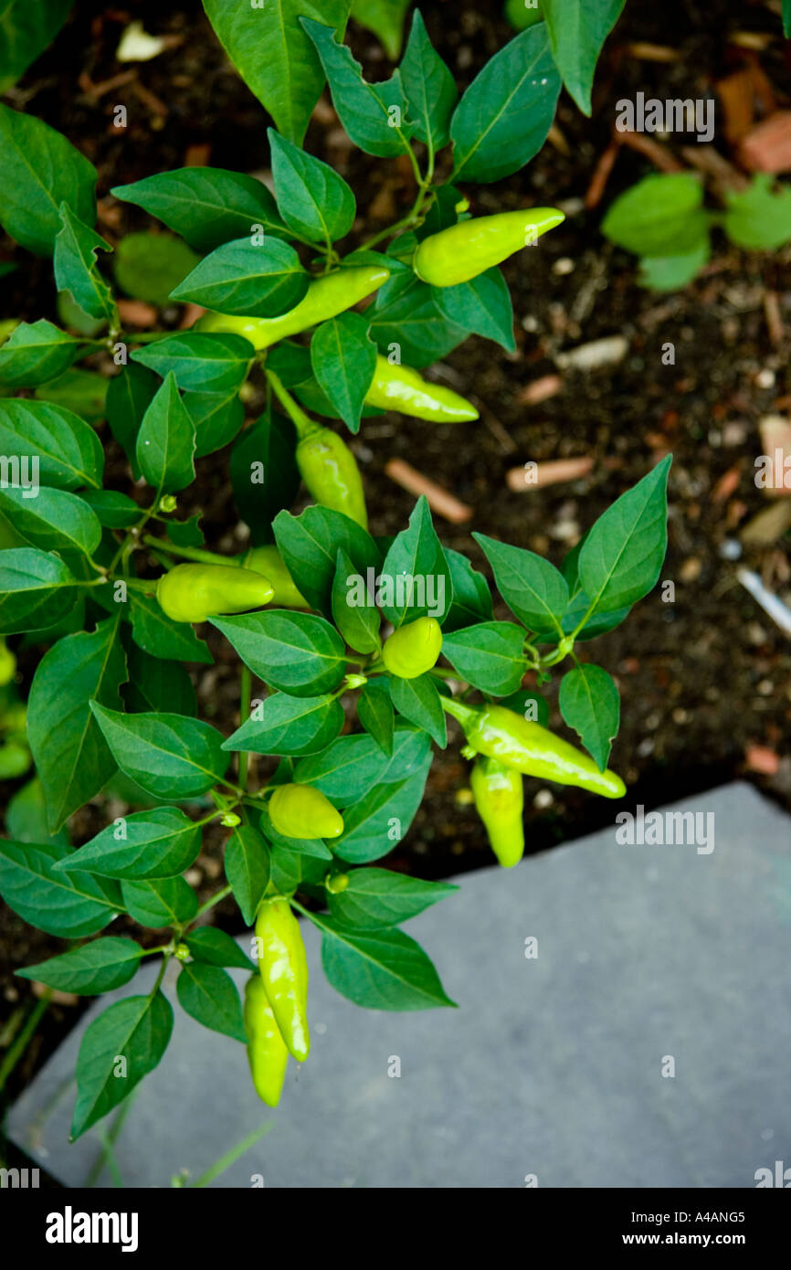 Green chile peppers growing in a garden in summer Stock Photo - Alamy