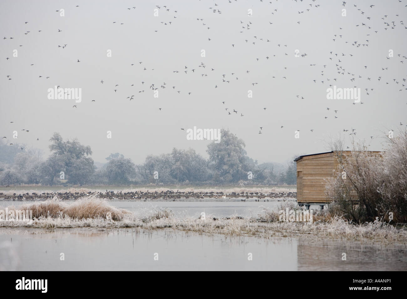 The Grundon observation hide at Coombe Hill Wildlife Reserve, Gloucestershire, with  wildfowl flying overhead. Stock Photo