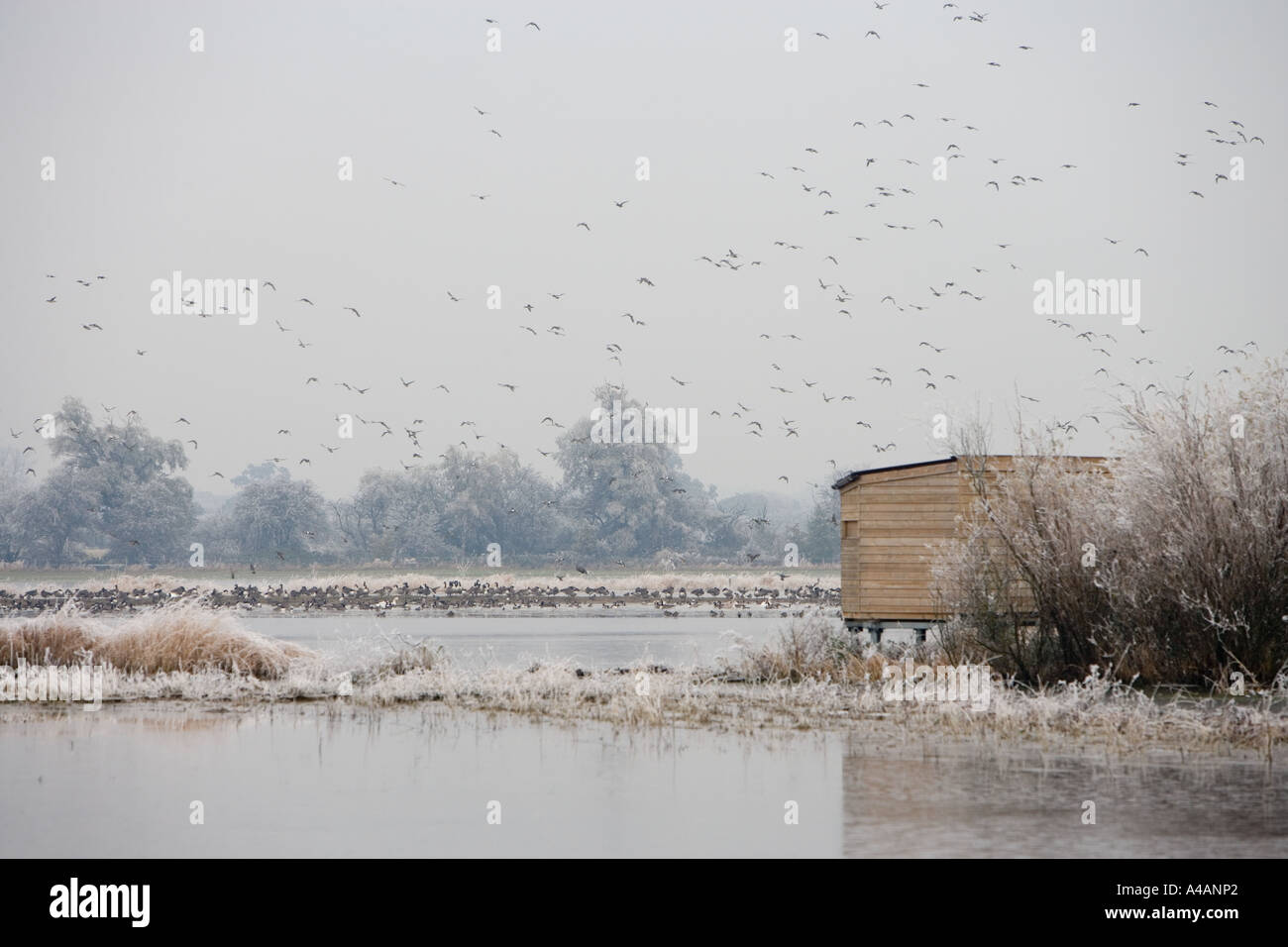 The Grundon observation hide at Coombe Hill wildlife reserve in Gloucestershire, with  winter migrants passing over head. Stock Photo