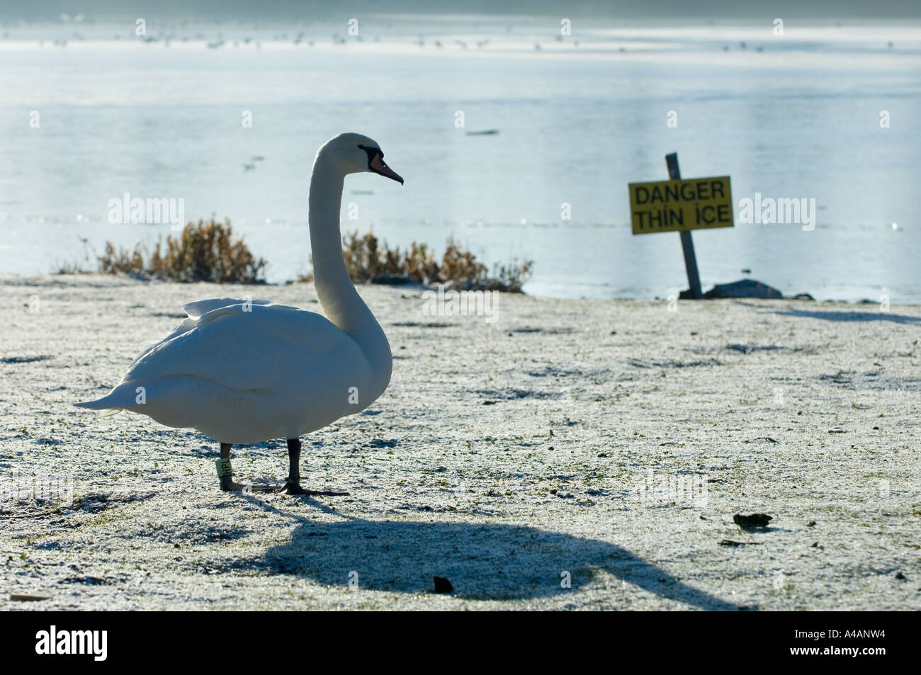 A mute swan at Duddingston Loch, Edinburgh in winter, with a sign warning of thin ice Stock