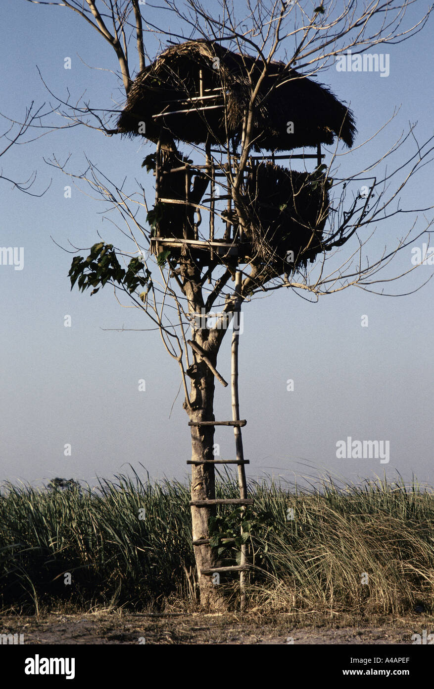 philippines tree house look out tower over looking field of sugar cane