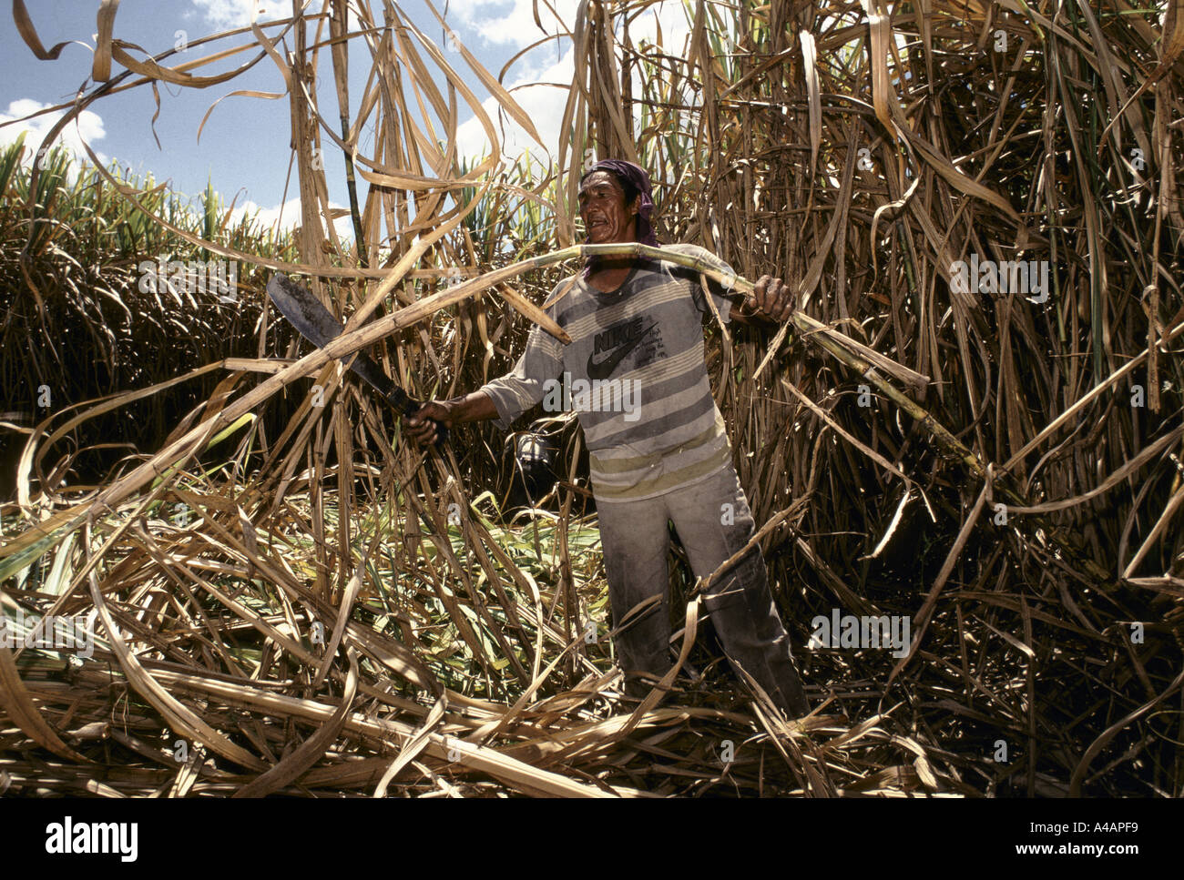 Philippines : a sugar cane cutter at work on the Hacienda Luisita plantation,  President Cory Aquino's family estate,  Feb1991 Stock Photo