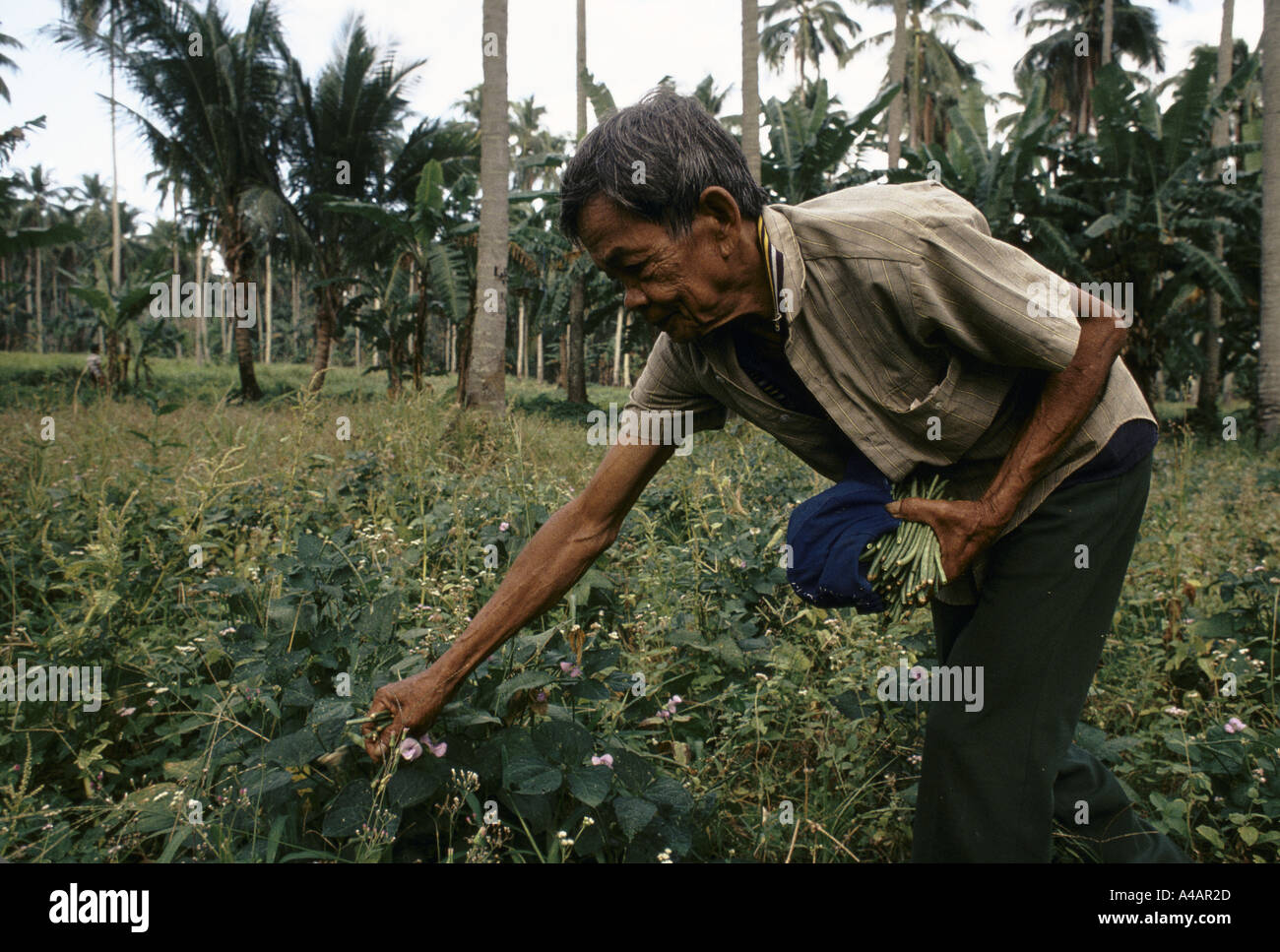 Tating Pedro, a farmer, has lived on the Imok plantation in the Philippines since the age of 7. He is being thrown off the land Stock Photo